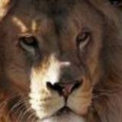 le lion الاسد