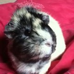 damien