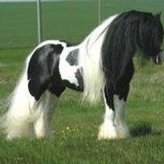 arsicaud ophélie