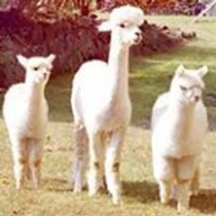 Jallut Gaëtant