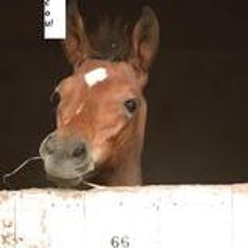 grandgalop31