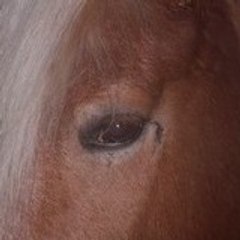 haflinger67