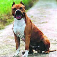 crevar66
