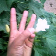 tortosi_amazigh