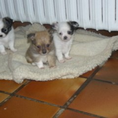 Elevages du domaine du mont d'aigle