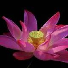 Petit_Lotus