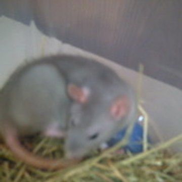lolo