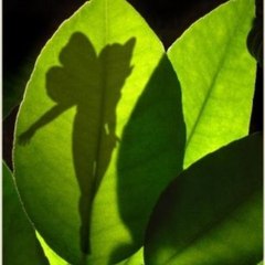NaturAile