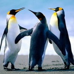 Windsoft