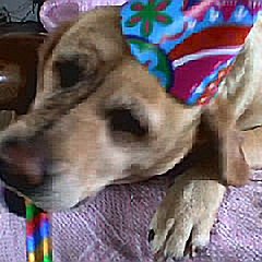 Jean-pierre Japy Soizic