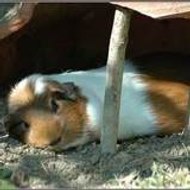 L'arche Des Cobayes d'Ali