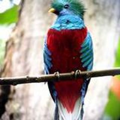QuetzalCoatlll