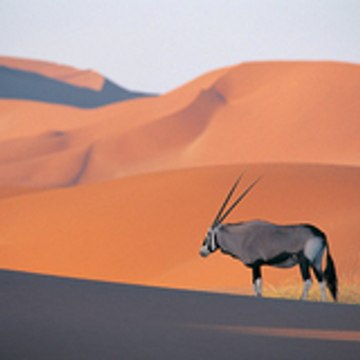 zaimulac