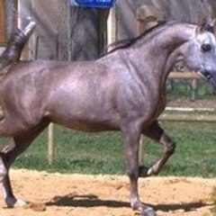 mahalim