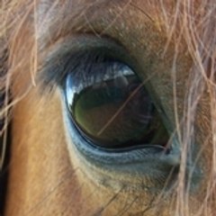 Mylène La Comédie Equestre