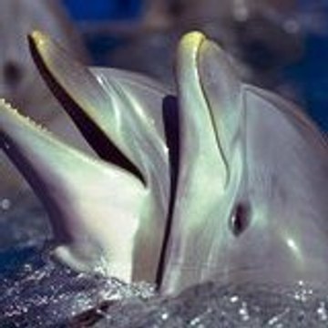 marie henriette beugnet