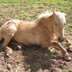 Heloise