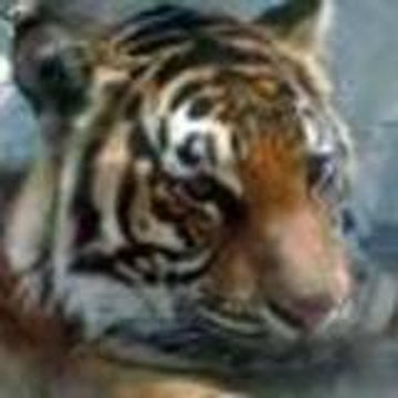 Shakki
