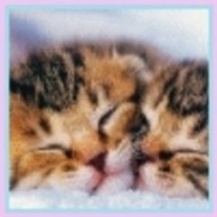 NekoSoftware
