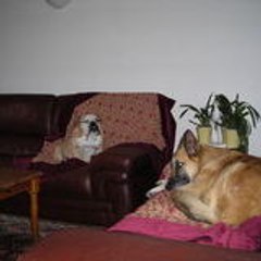 mamydog