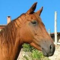 comanche03