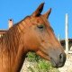comanche03