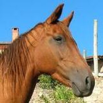 comanche03
