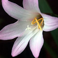 Lily_Cherry