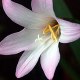 Lily_Cherry