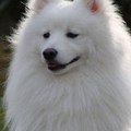 chynook