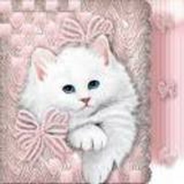 bh_noumidia