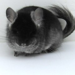 Darkangel Chinchillas