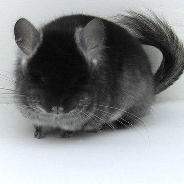 Darkangel Chinchillas