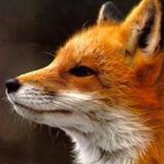 Krystal-Fox