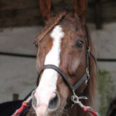 David Trot Sud-est