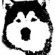 Blue Track malamute