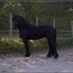 HerbeFine