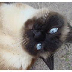 Chatpelierefolle