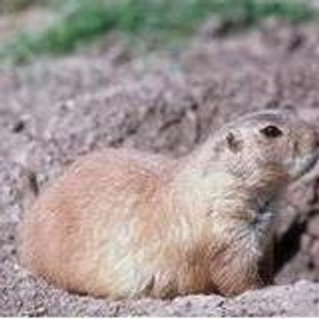petitemarmotte78