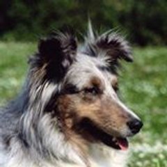 badidonc