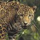 jaguardelplatanar