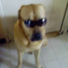 Dino (dit Juvis)