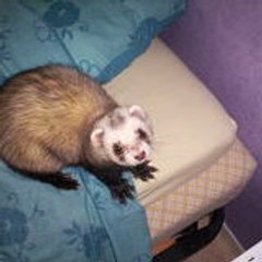 twinky91