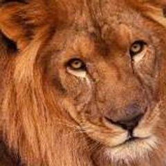 nicolas