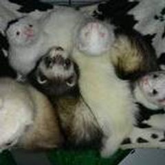 ferretmax