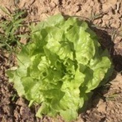 Aujardinbio