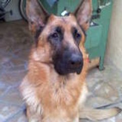 astermydog