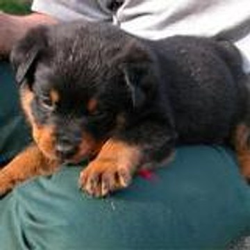rott48