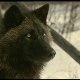 Loupclier