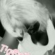tigre_blanc